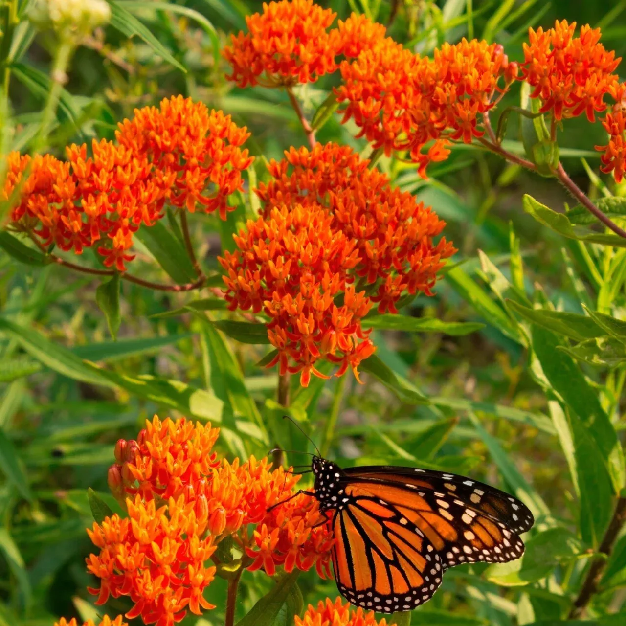 Butterfly Weed