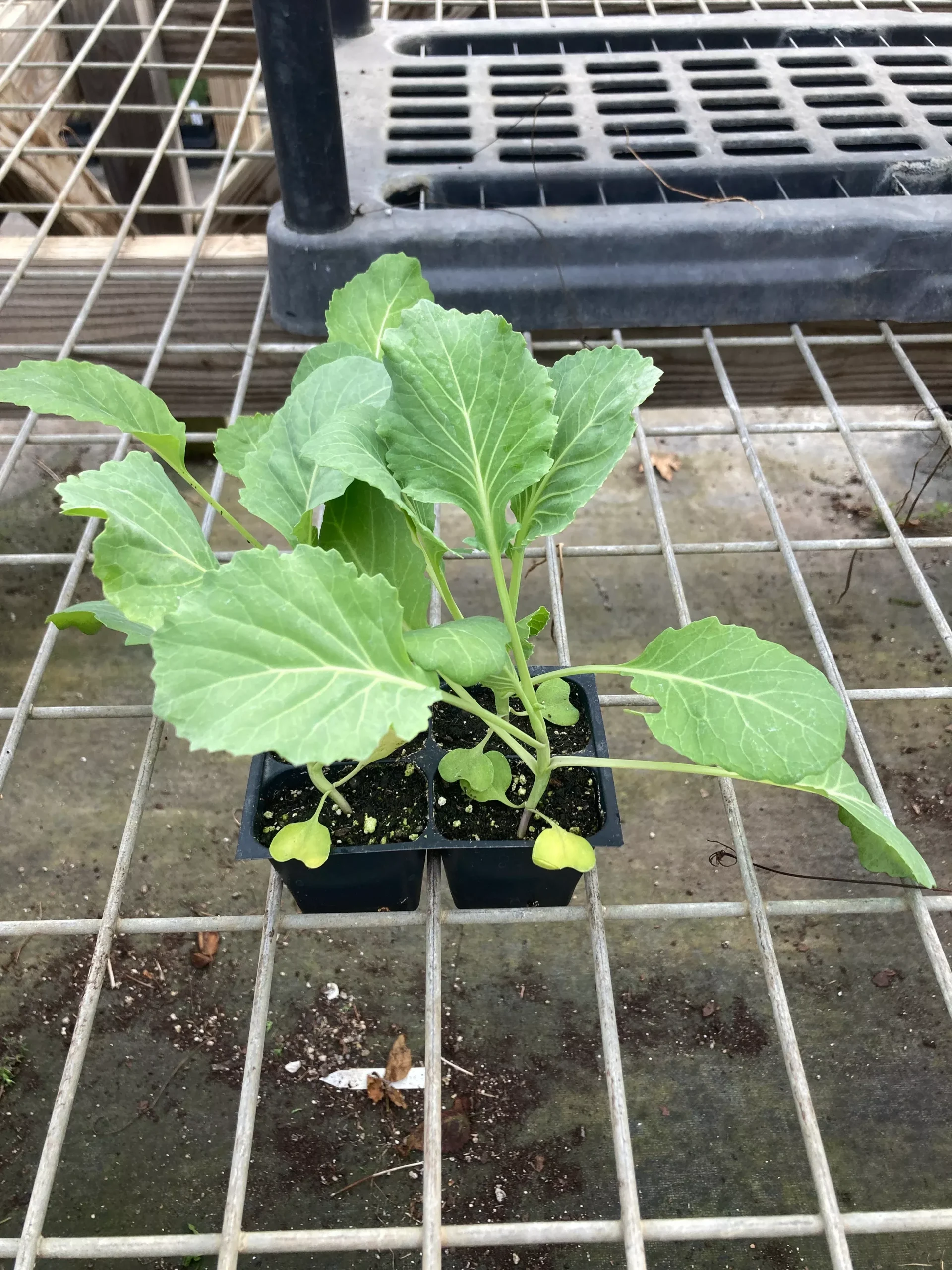 Cabbage, Early Flat Dutch