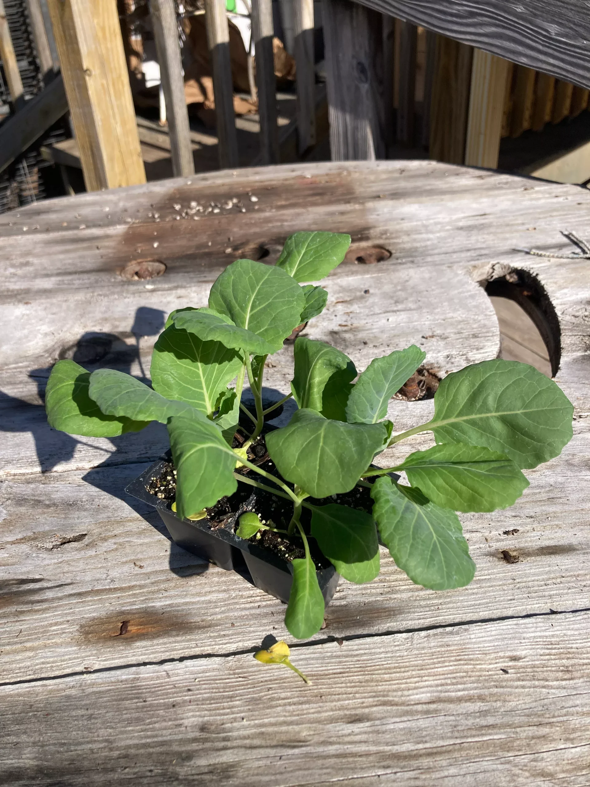 Cabbage, Farao F1