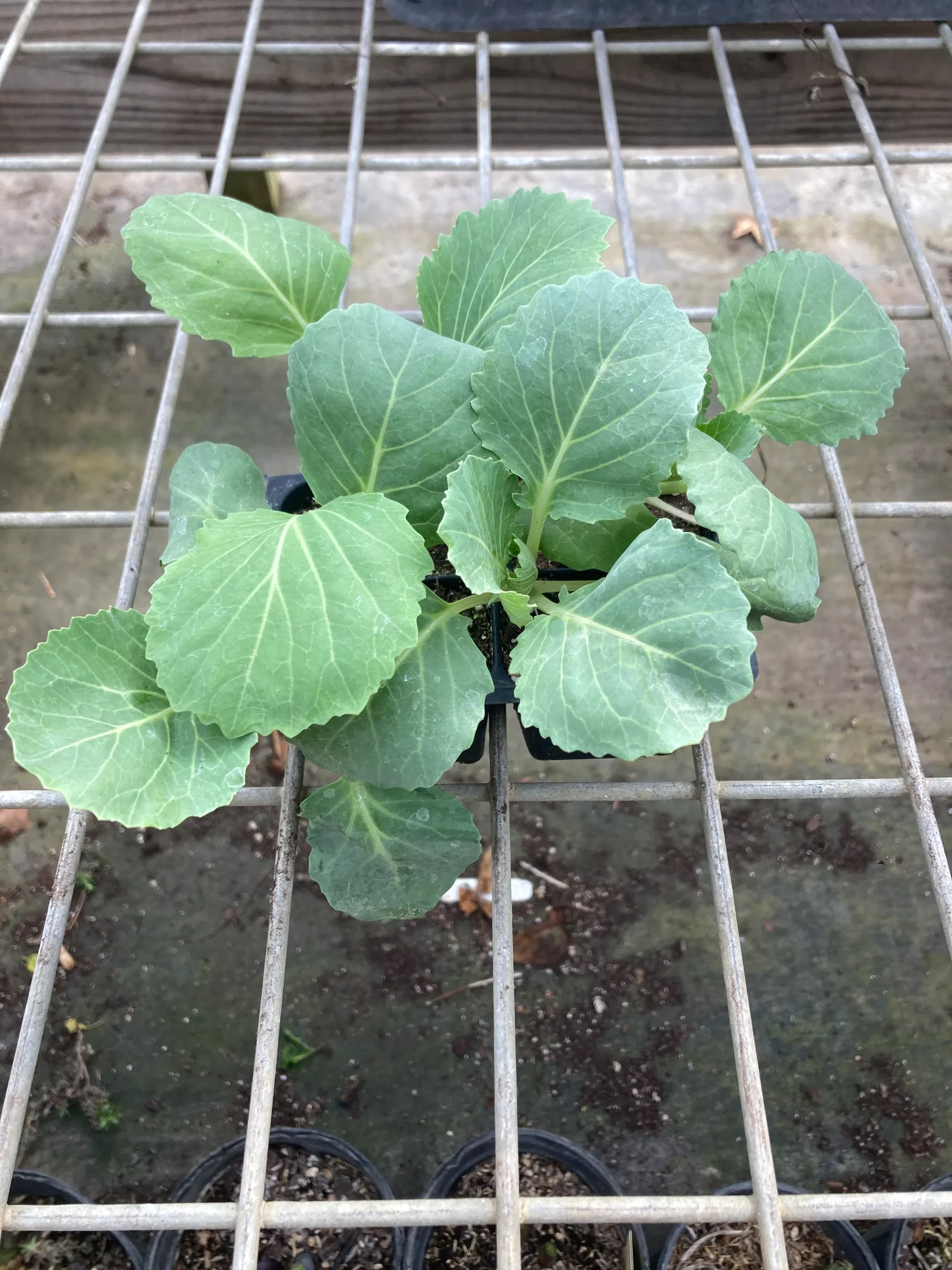 Cabbage, Golden Acre