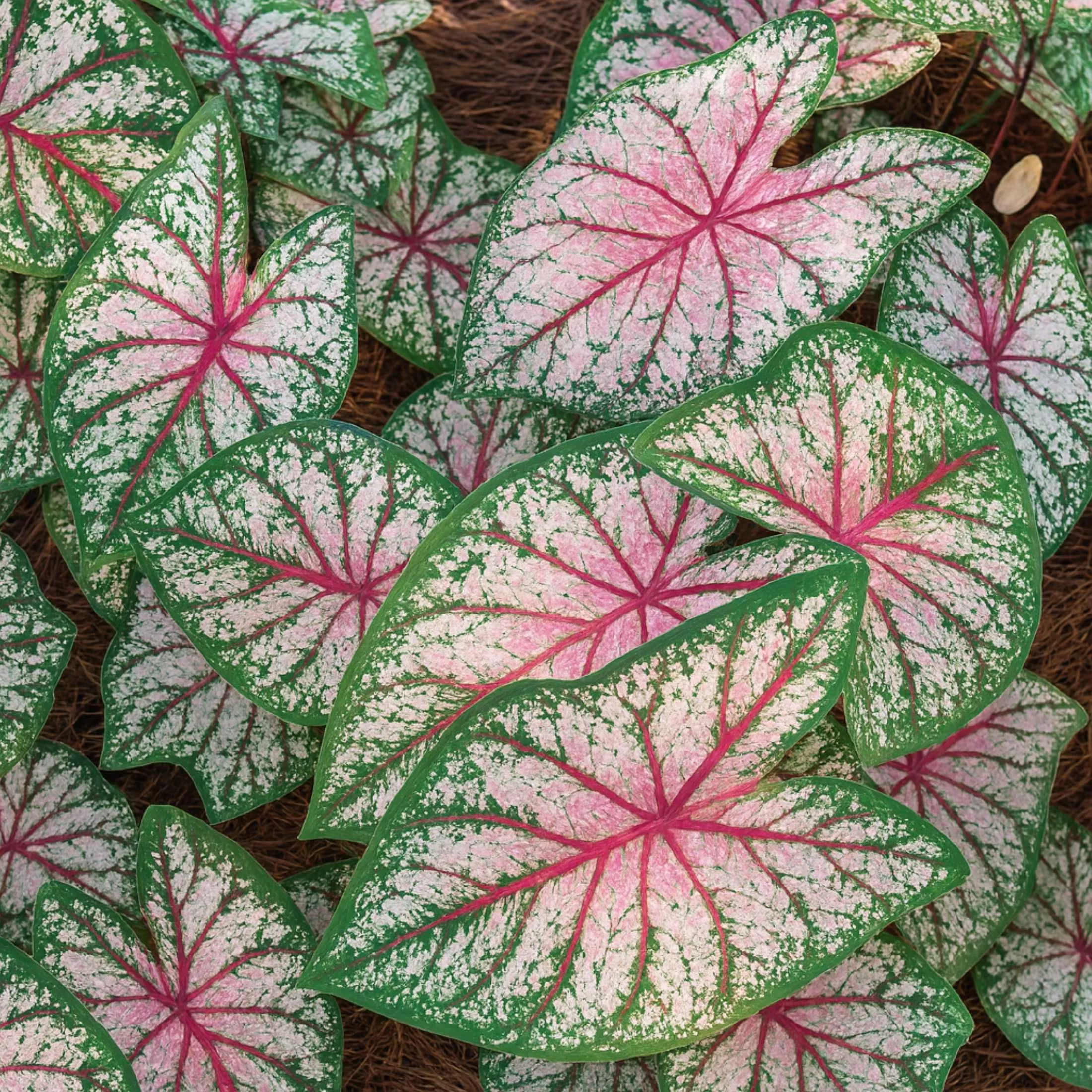 Caladium - Celebration