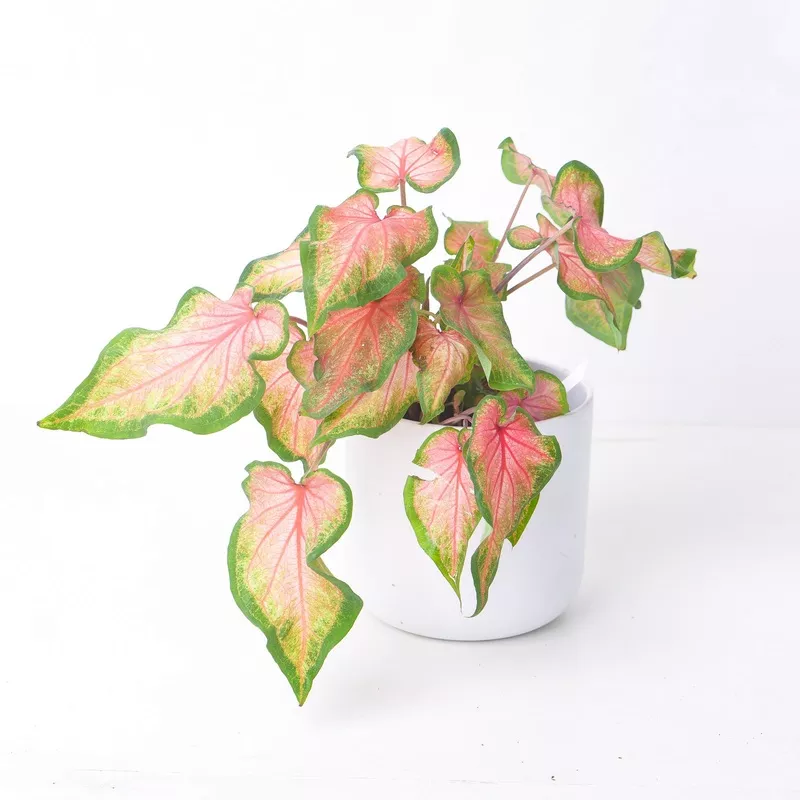 Caladium - Chinook