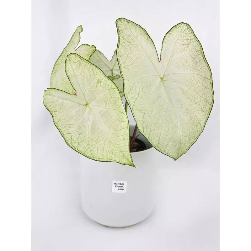 Caladium - Florida Moonlight