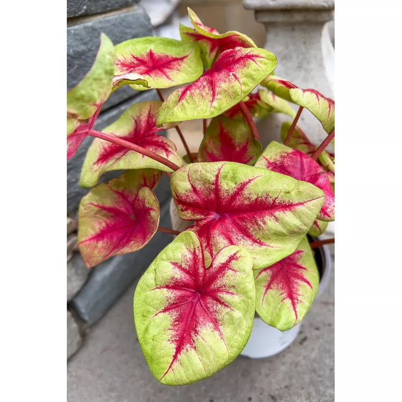 Caladium - Lemon Blush