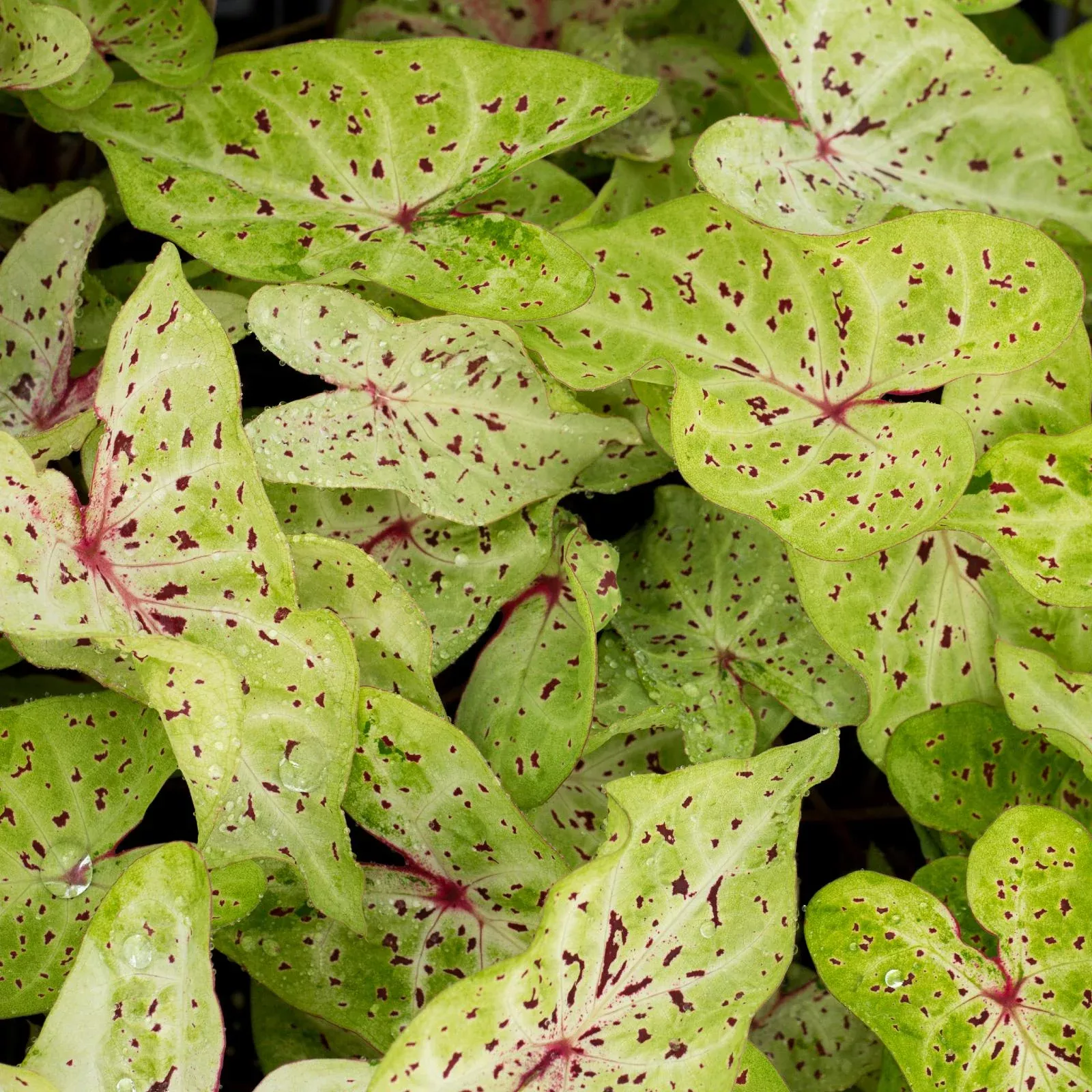 Caladium - Miss Muffett