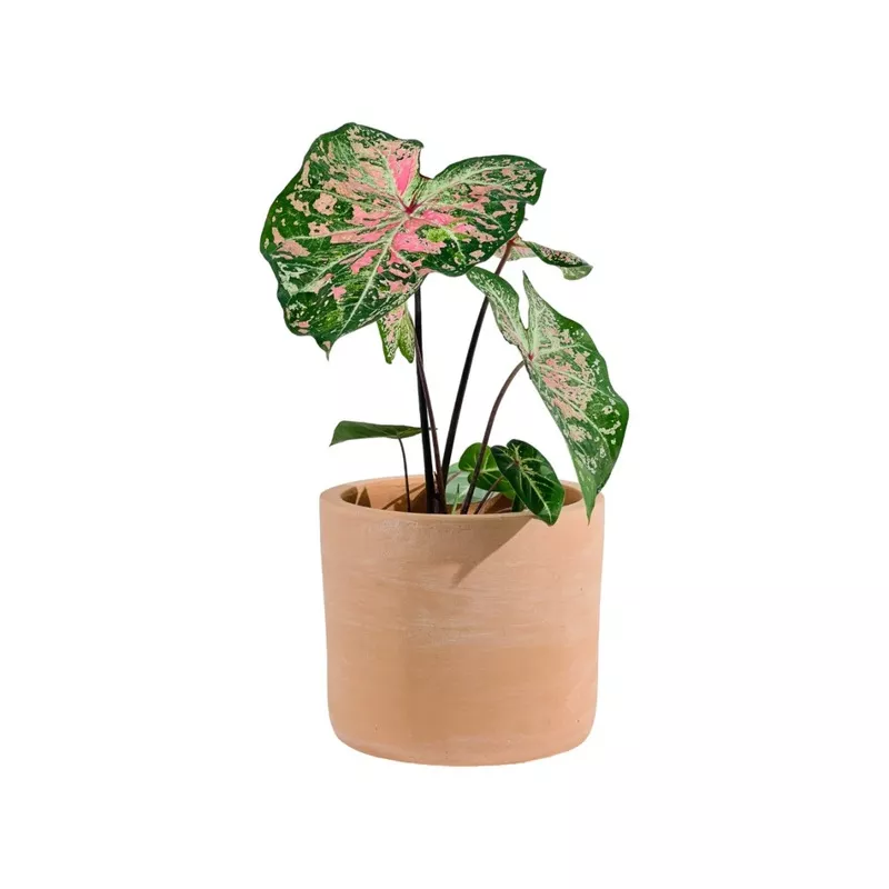 Caladium - Pink Cloud