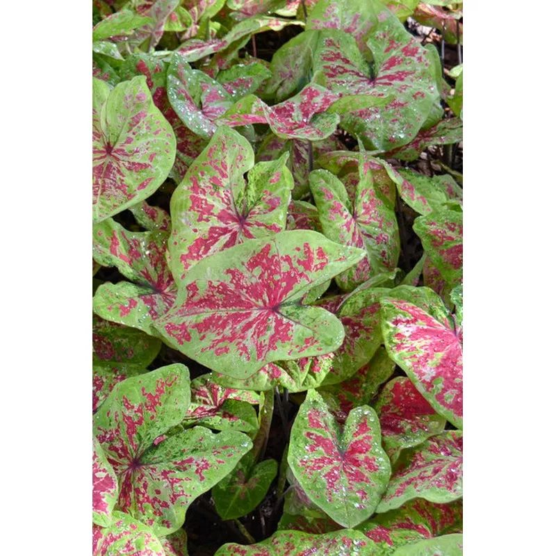 Caladium - Raspberry Moon