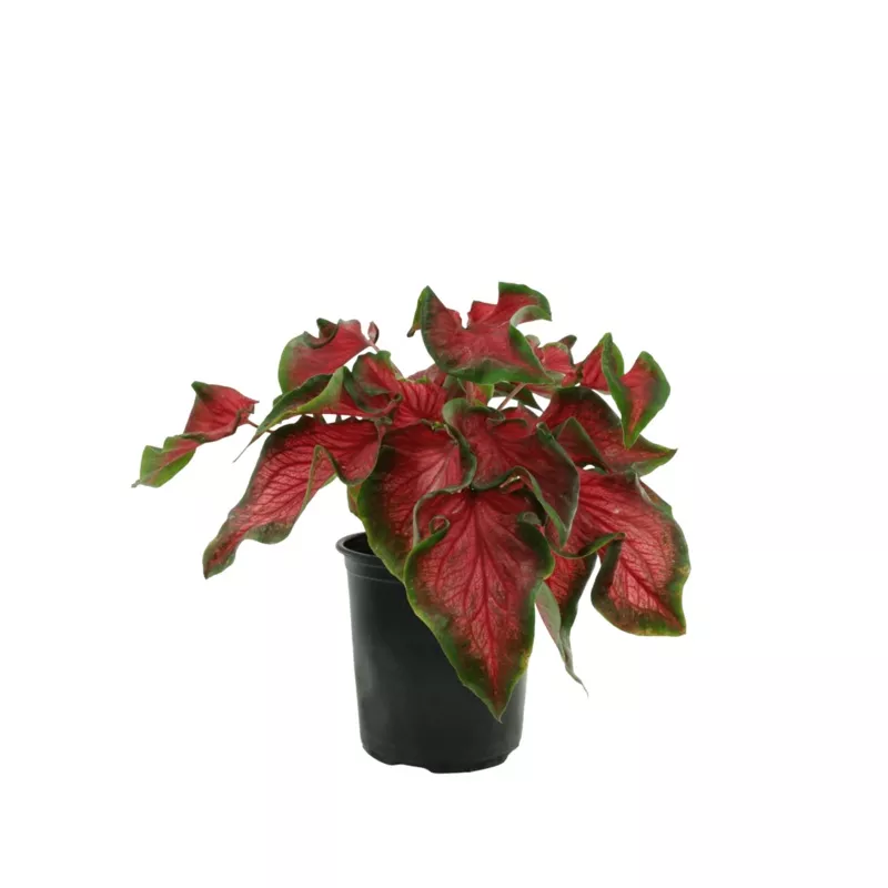 Caladium - Red Ruffles