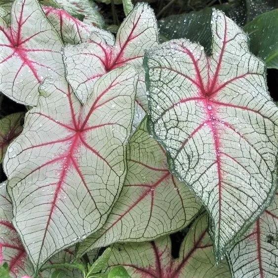 Caladium - White Queen