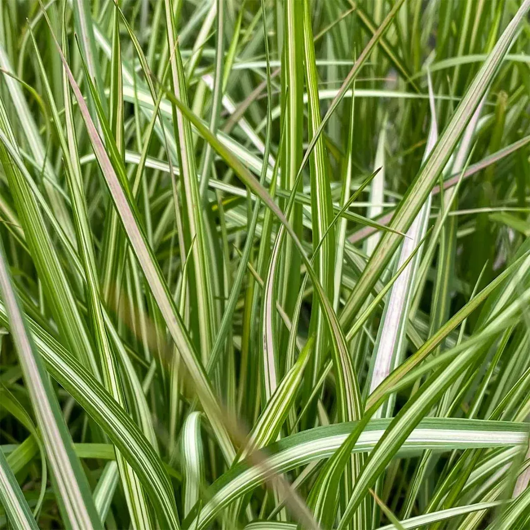 Calamagrostis 'Avalanche'