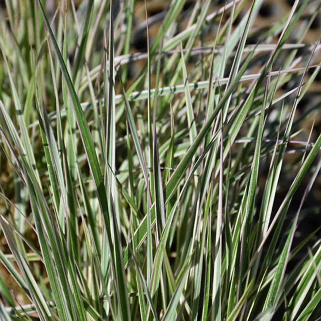 Calamagrostis 'Hello Spring'