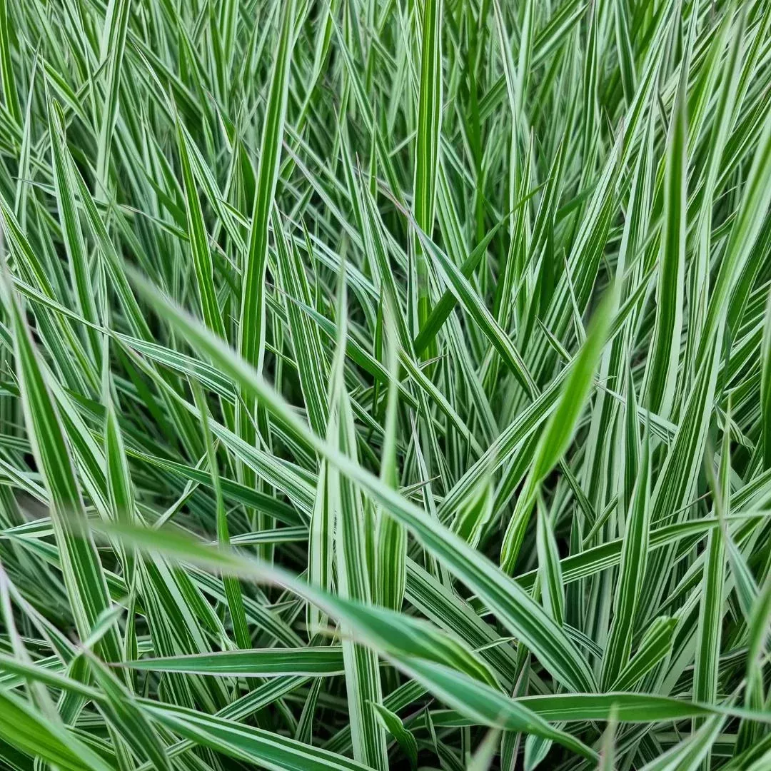 Calamagrostis 'Lightning Strike'