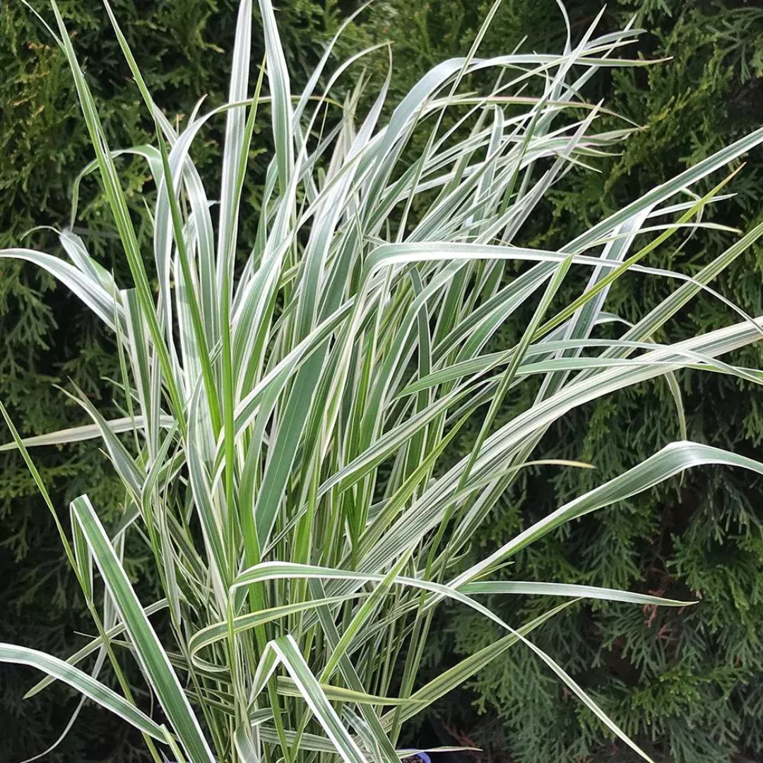 Calamagrostis 'Overdam'