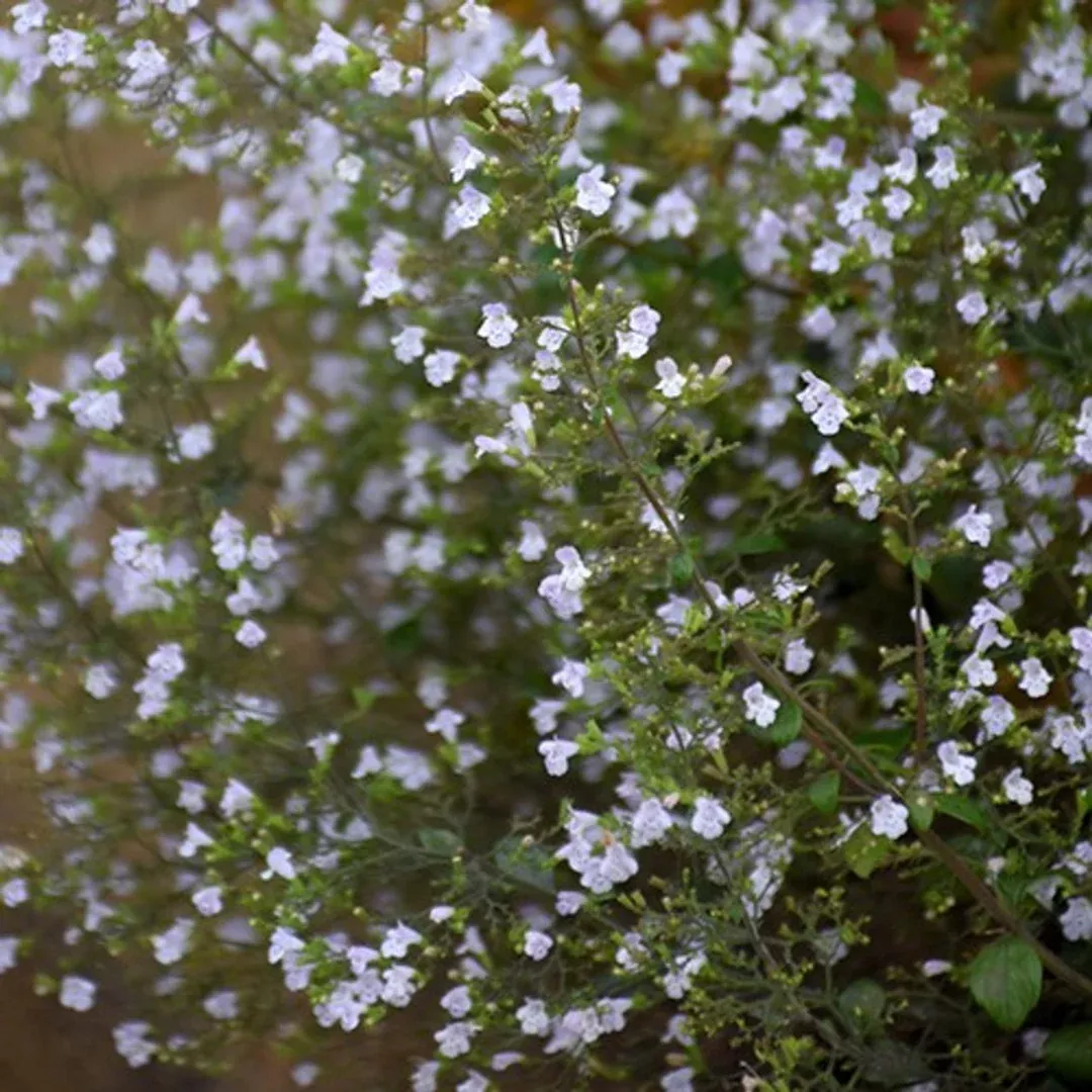 Calamintha 'Blue Cloud'