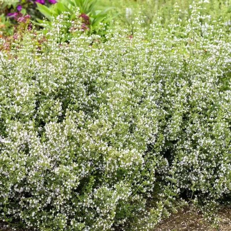Calamintha 'Nepeta'