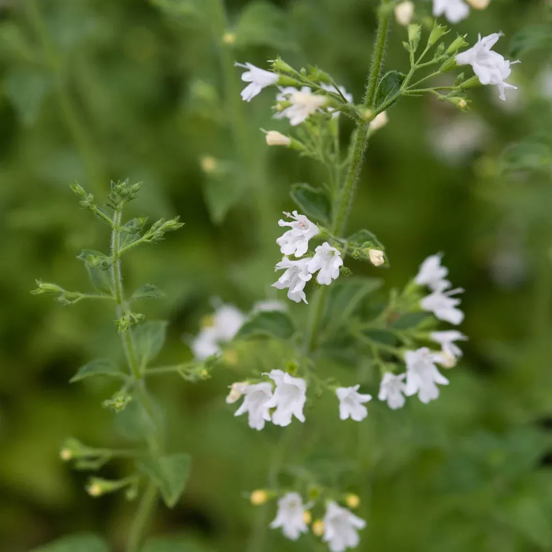 Calamintha 'White Cloud'