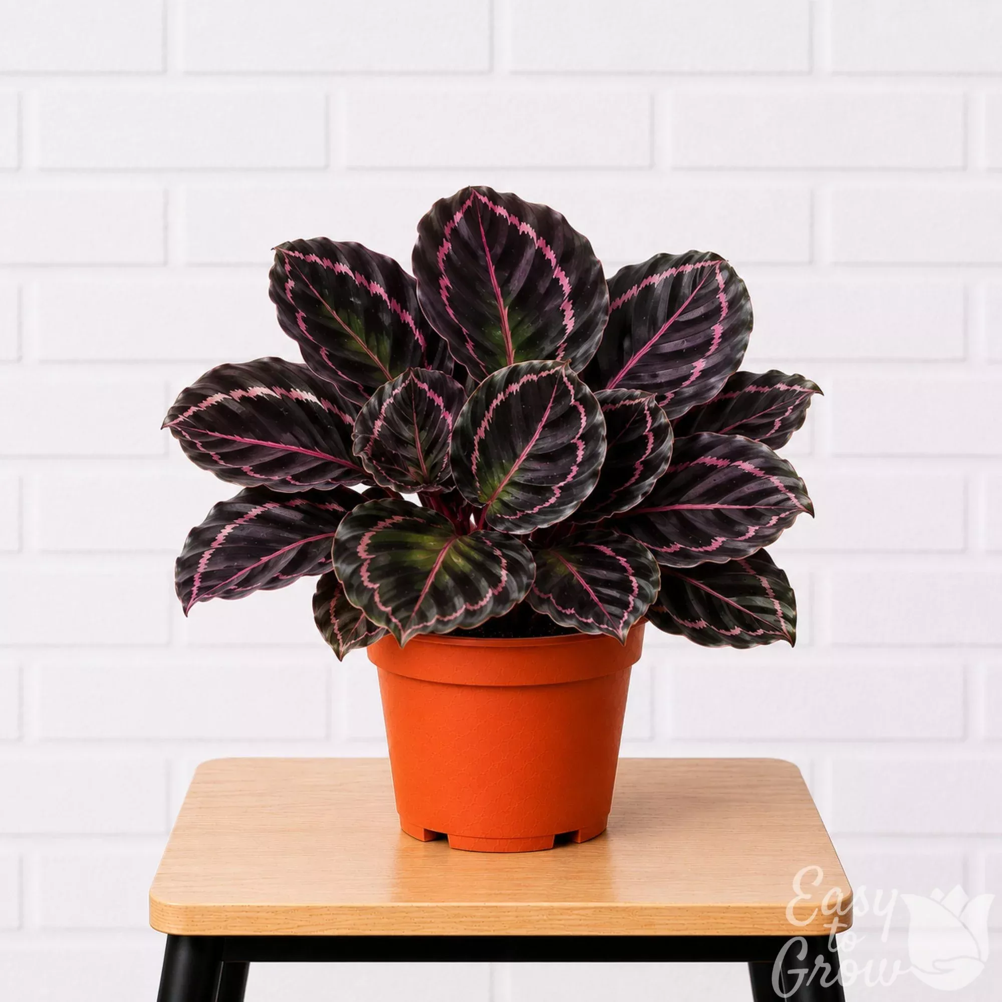 Calathea Dottie Potted Houseplant