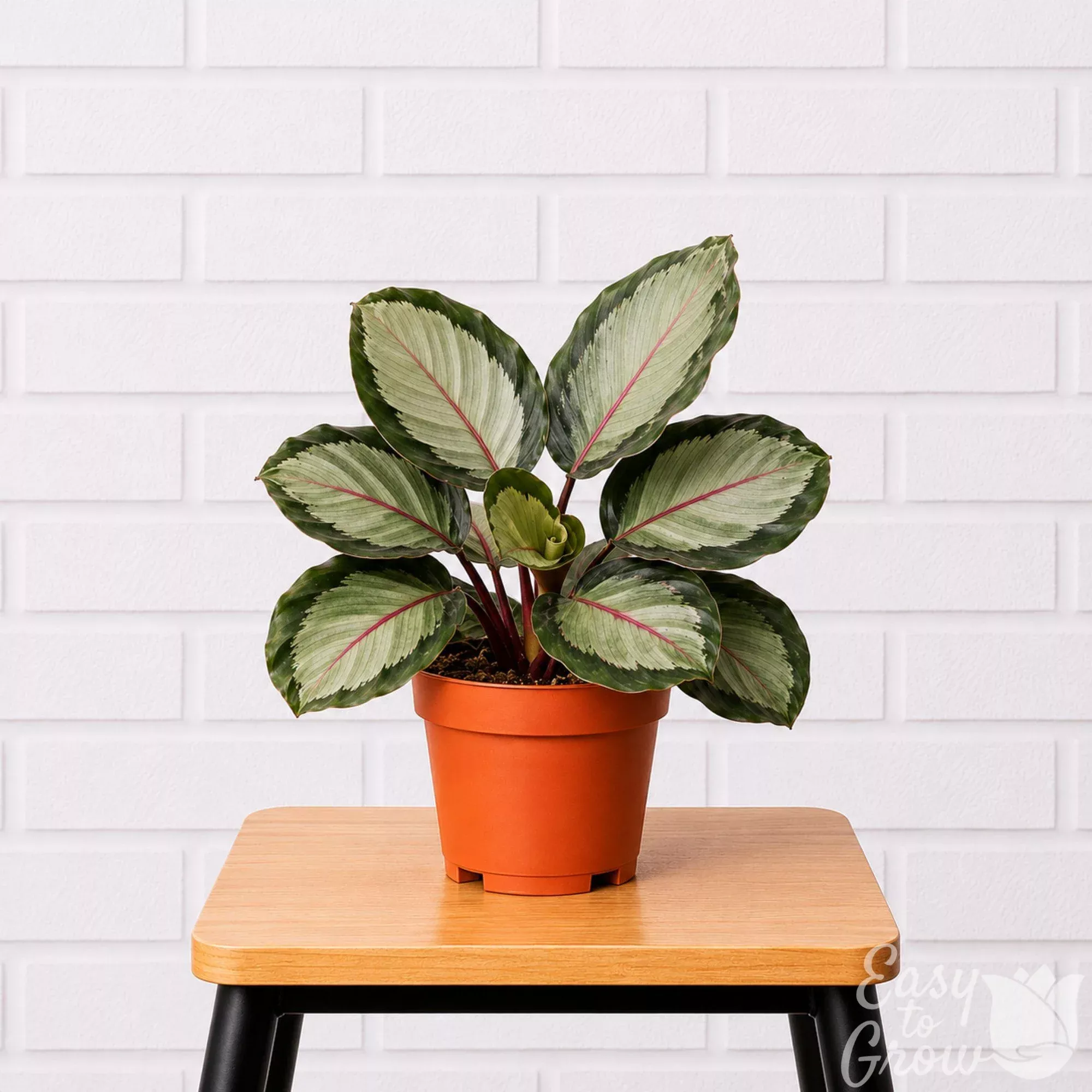 Calathea Northern Lights Potted Houseplant