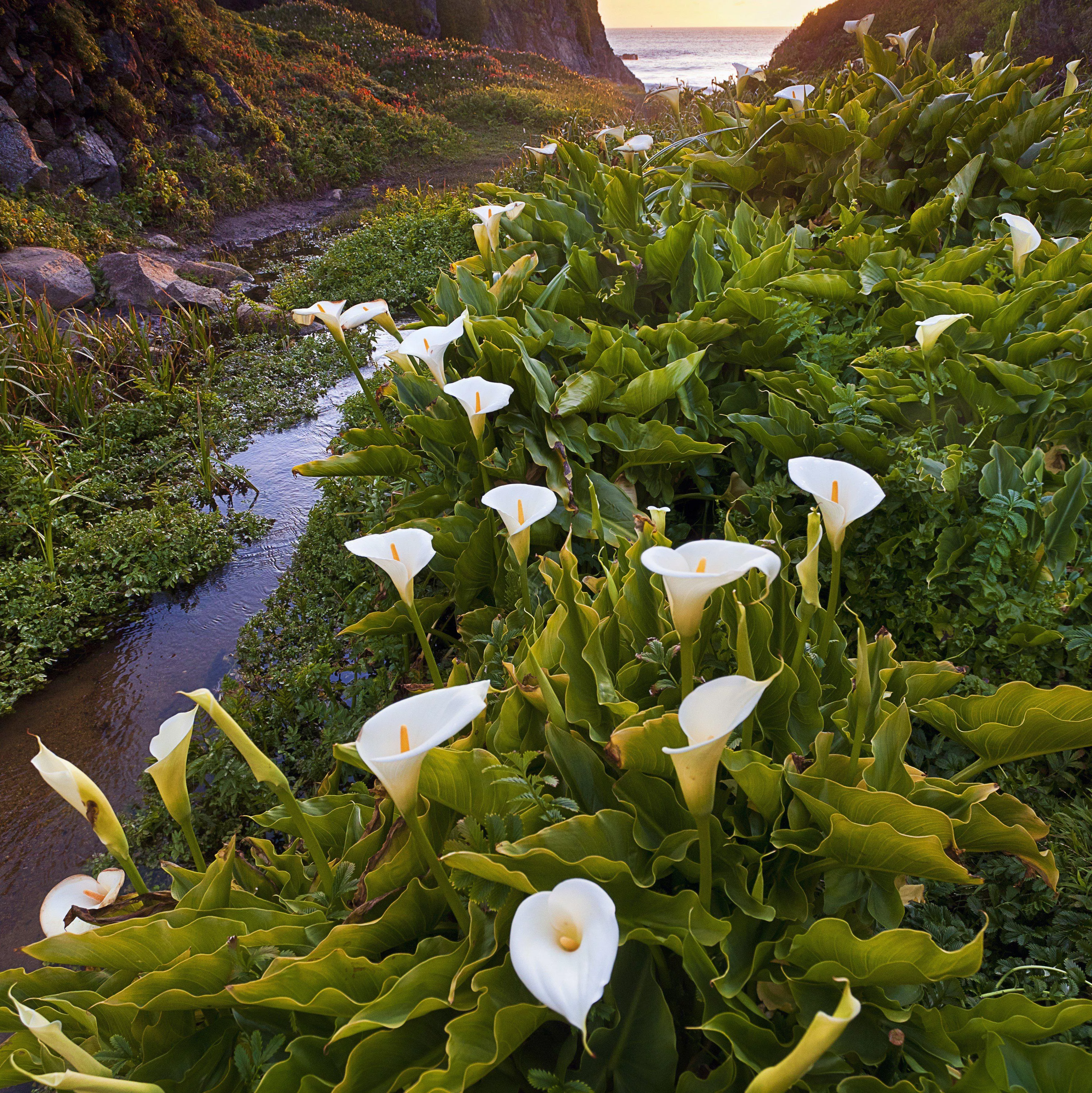 Calla - Aethiopica White Giant