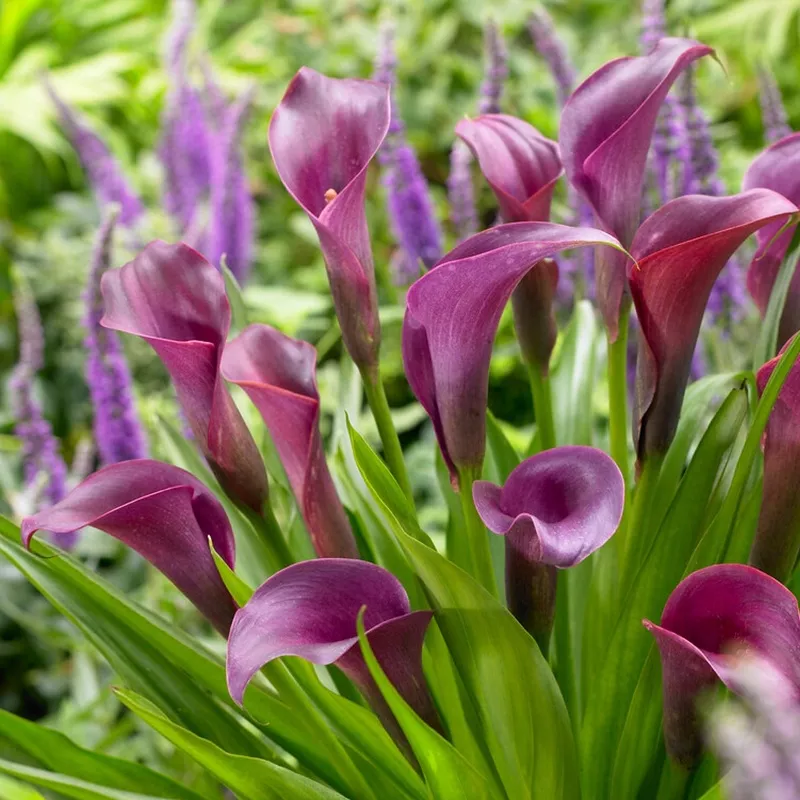 Calla – Regal