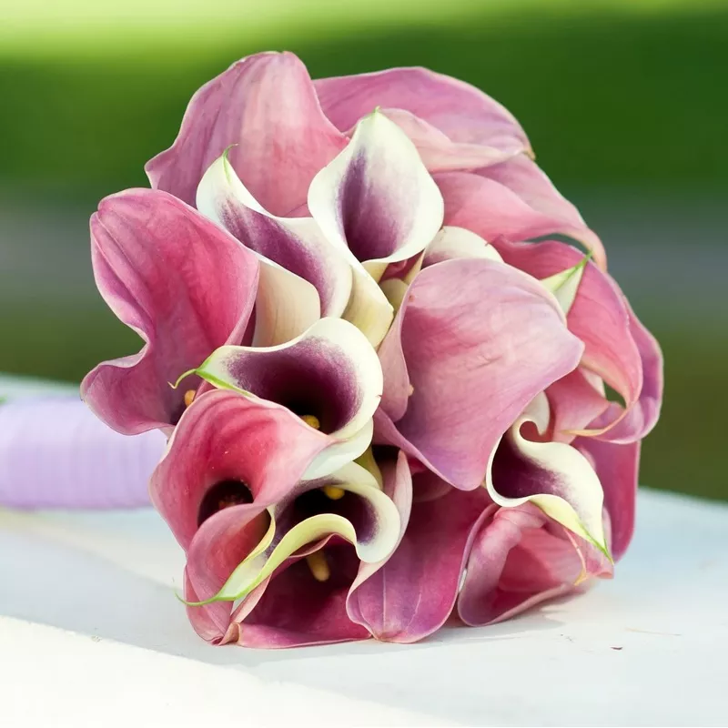 Calla - Romance Collection