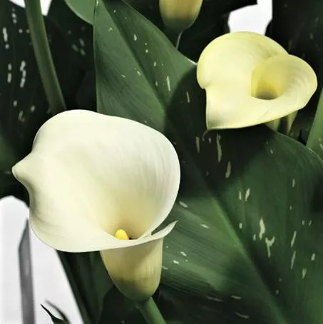 Calla - Super Mac