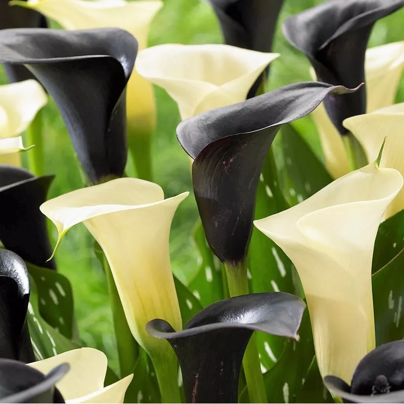 Calla – Tuxedo Collection