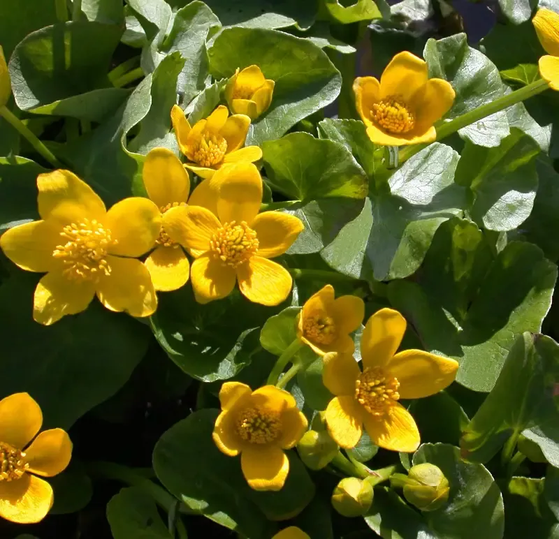 Caltha palustris "Marsh Marigold"
