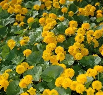 Caltha palustris "Plena" (Double Flowering Marsh Marigold)