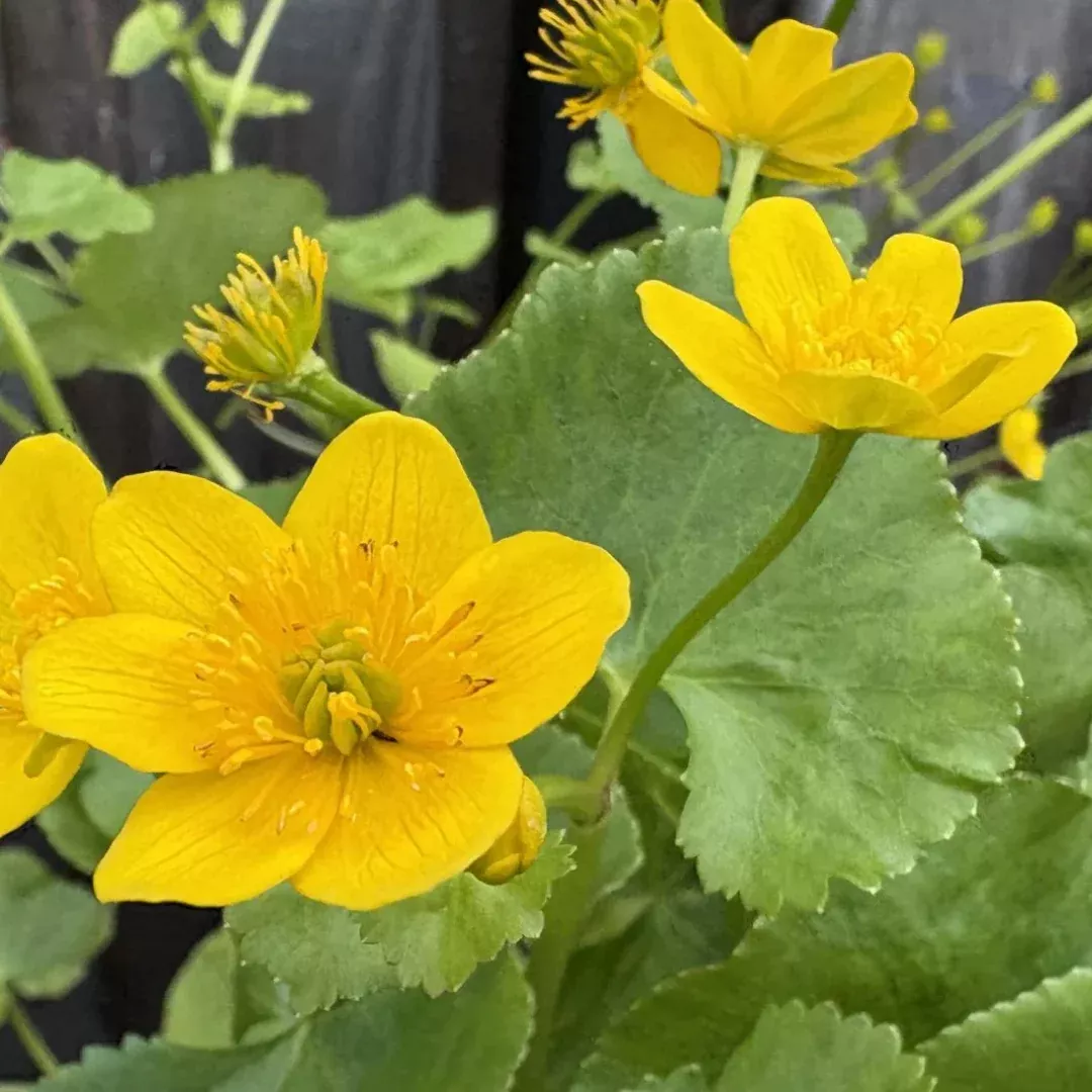 Caltha palustris