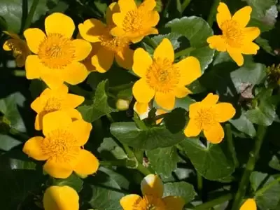 Caltha polypetala "Giant Marsh Marigold"
