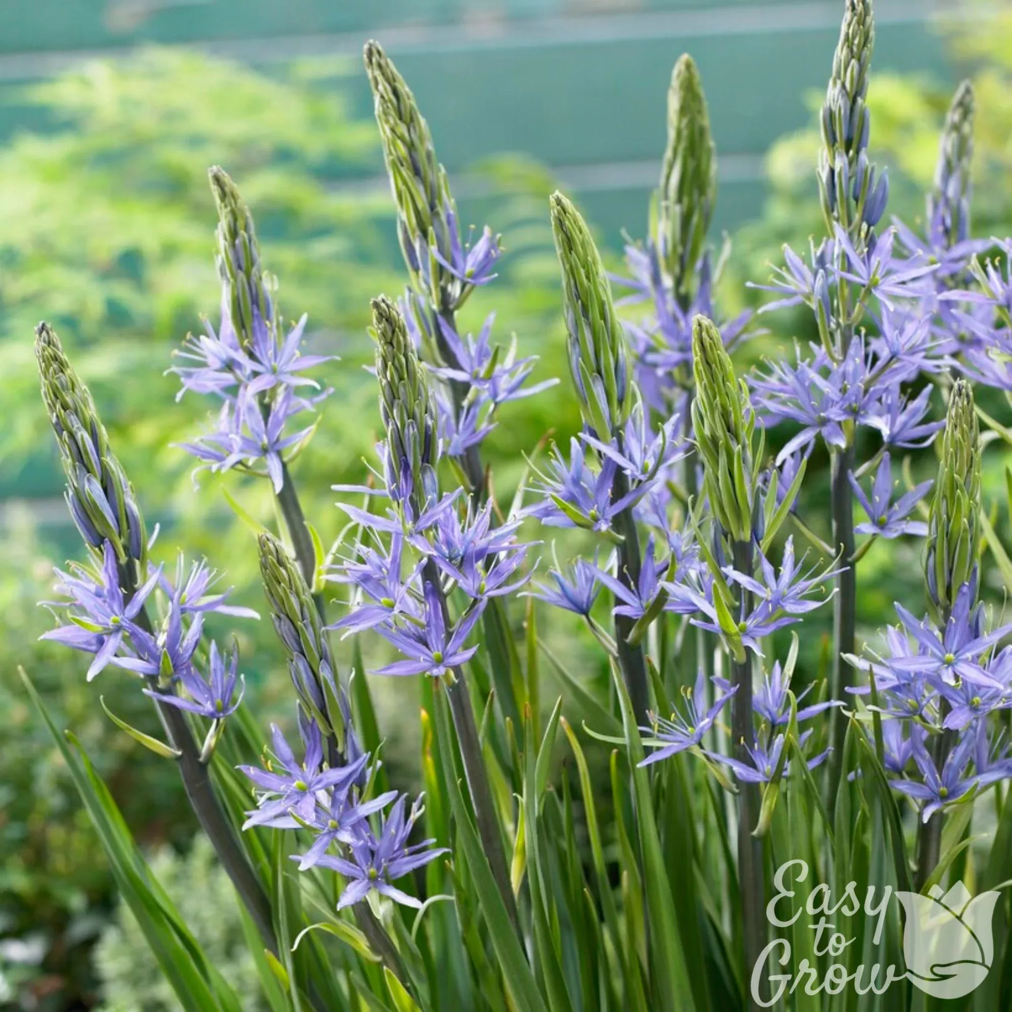 Camassia - Caerulea Blue Heaven