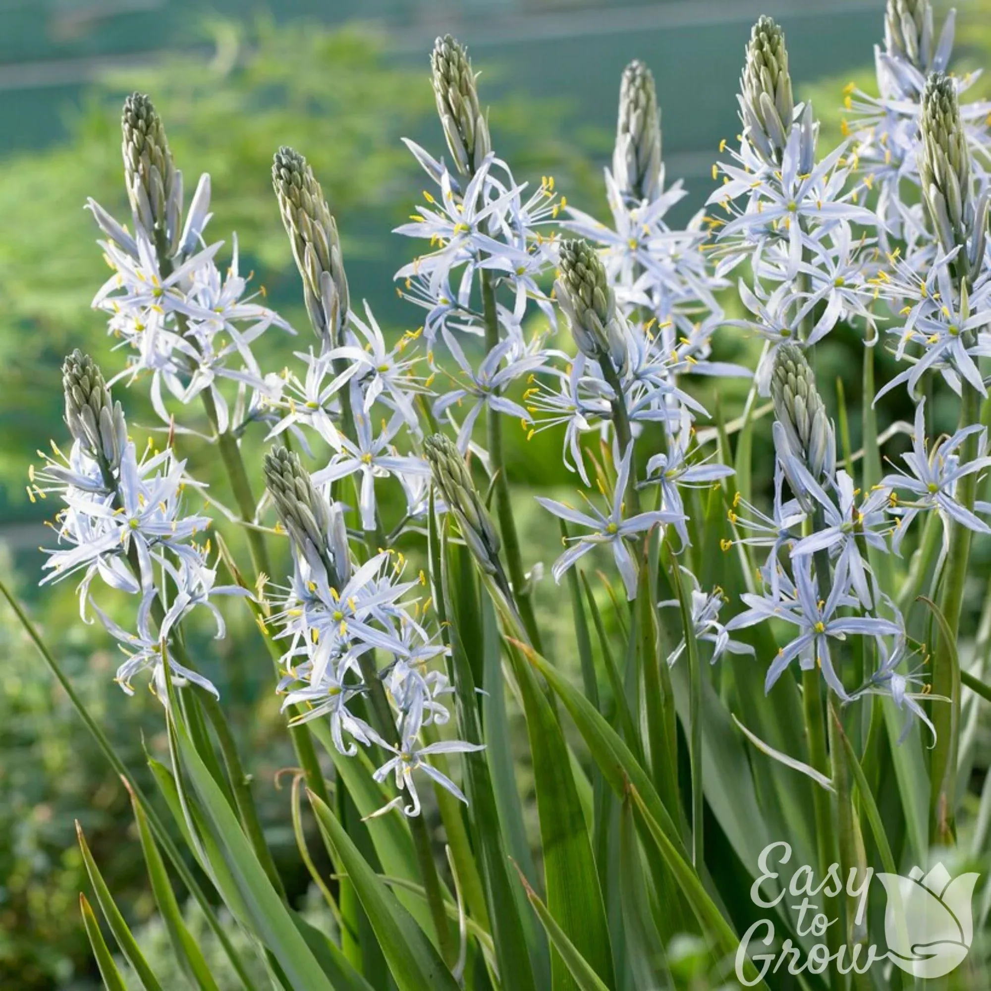 Camassia - Cusickii Wild Hyacinth