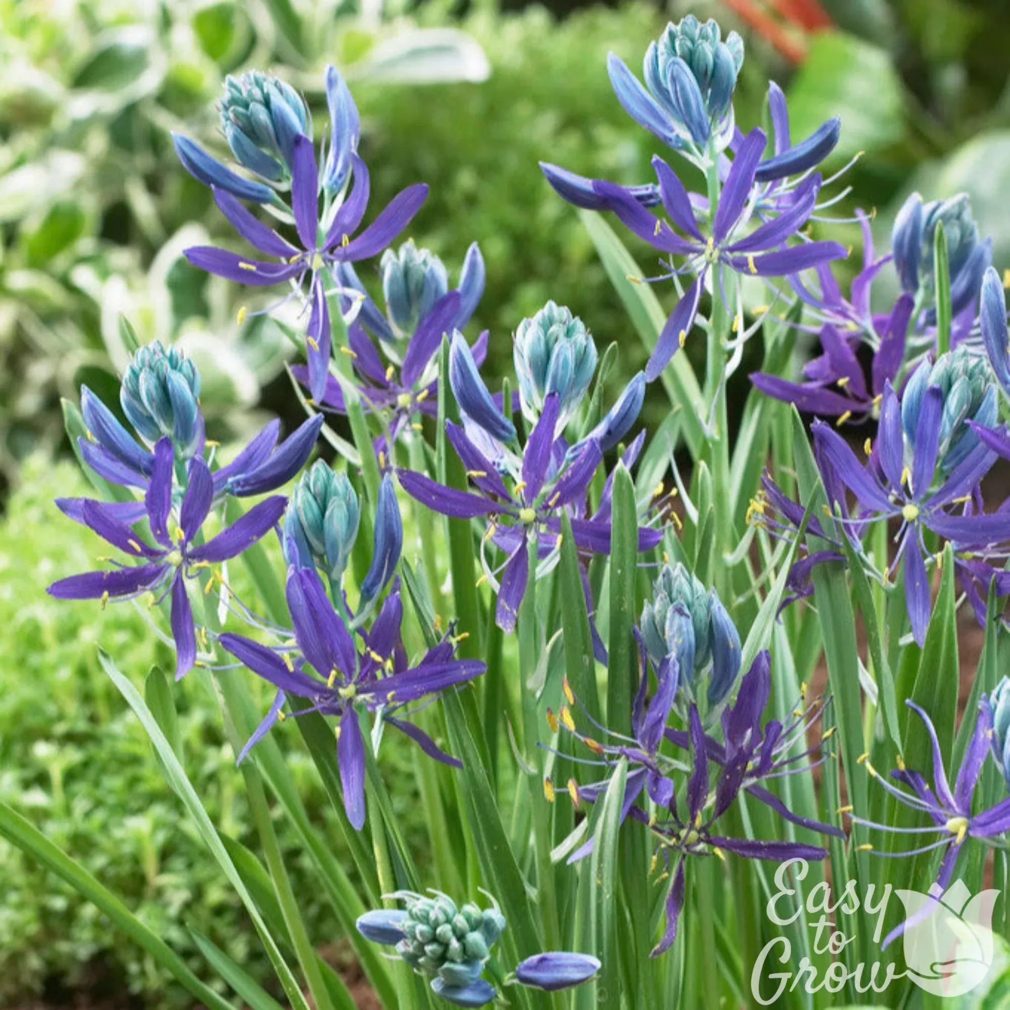 Camassia - Esculenta Indian Hyacinth