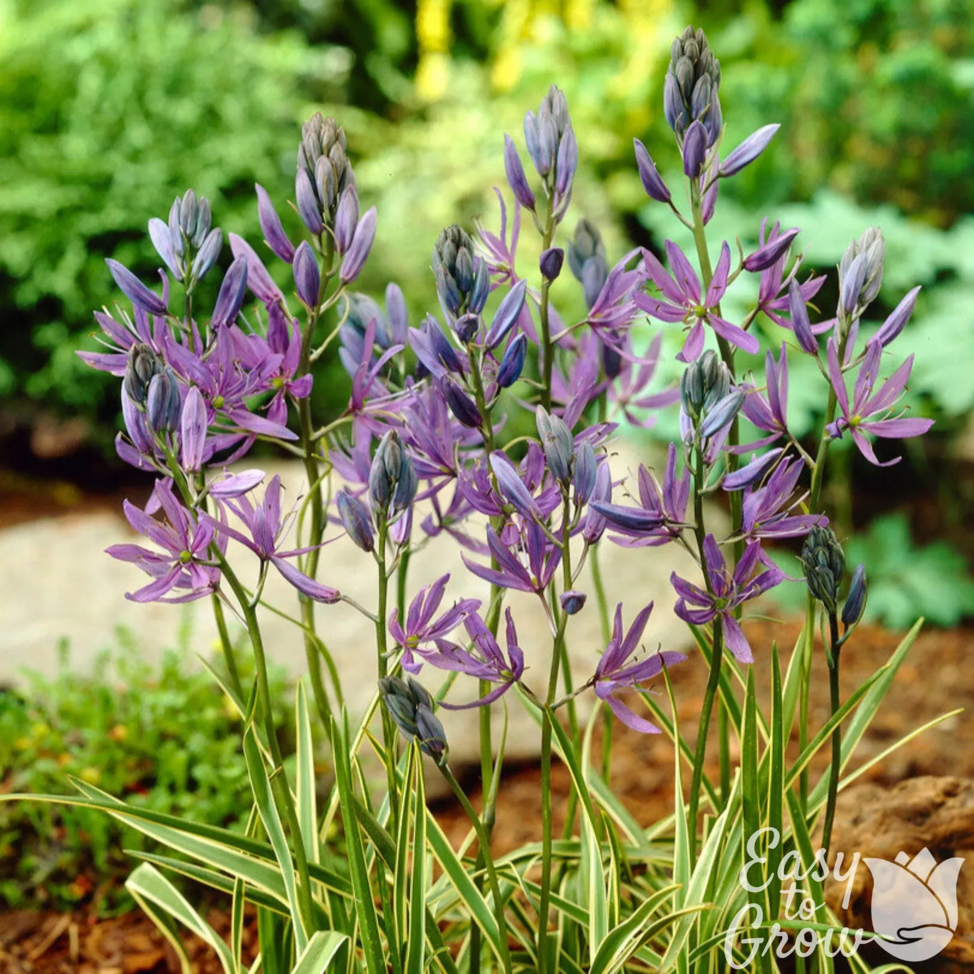 Camassia - Quamash Blue Melody