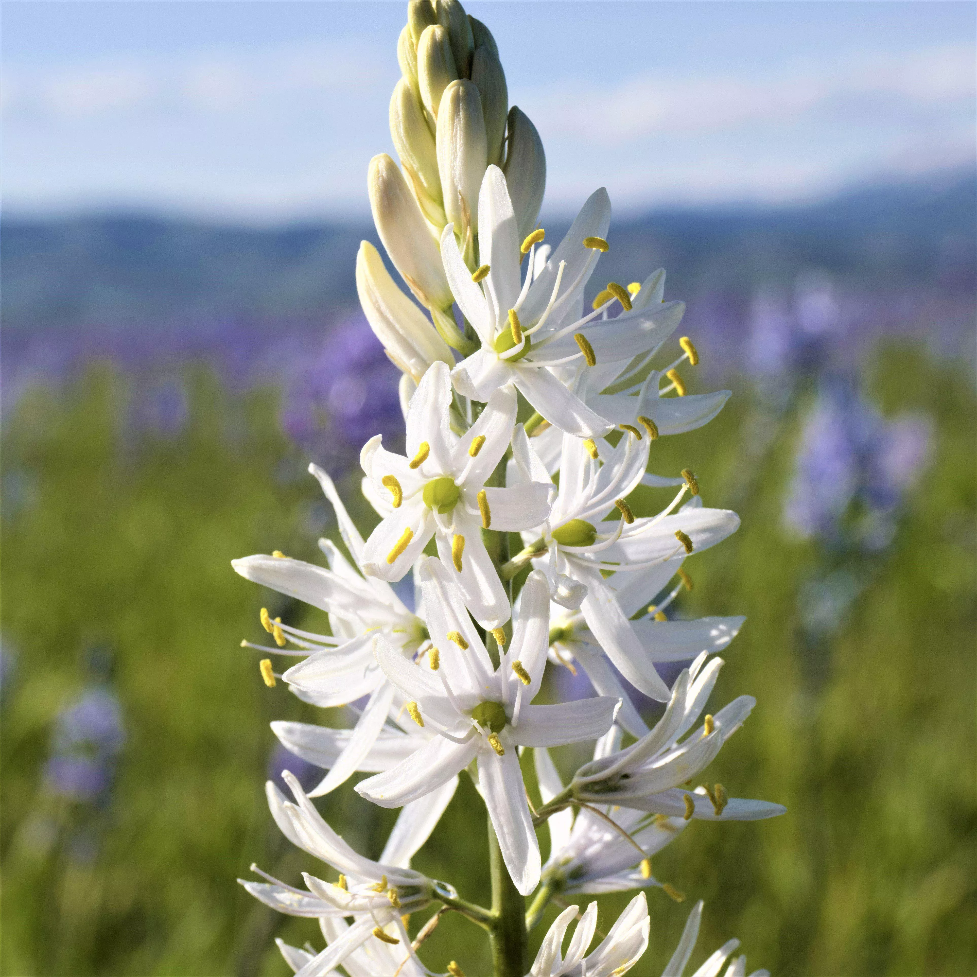 Camassia - Sacajawea