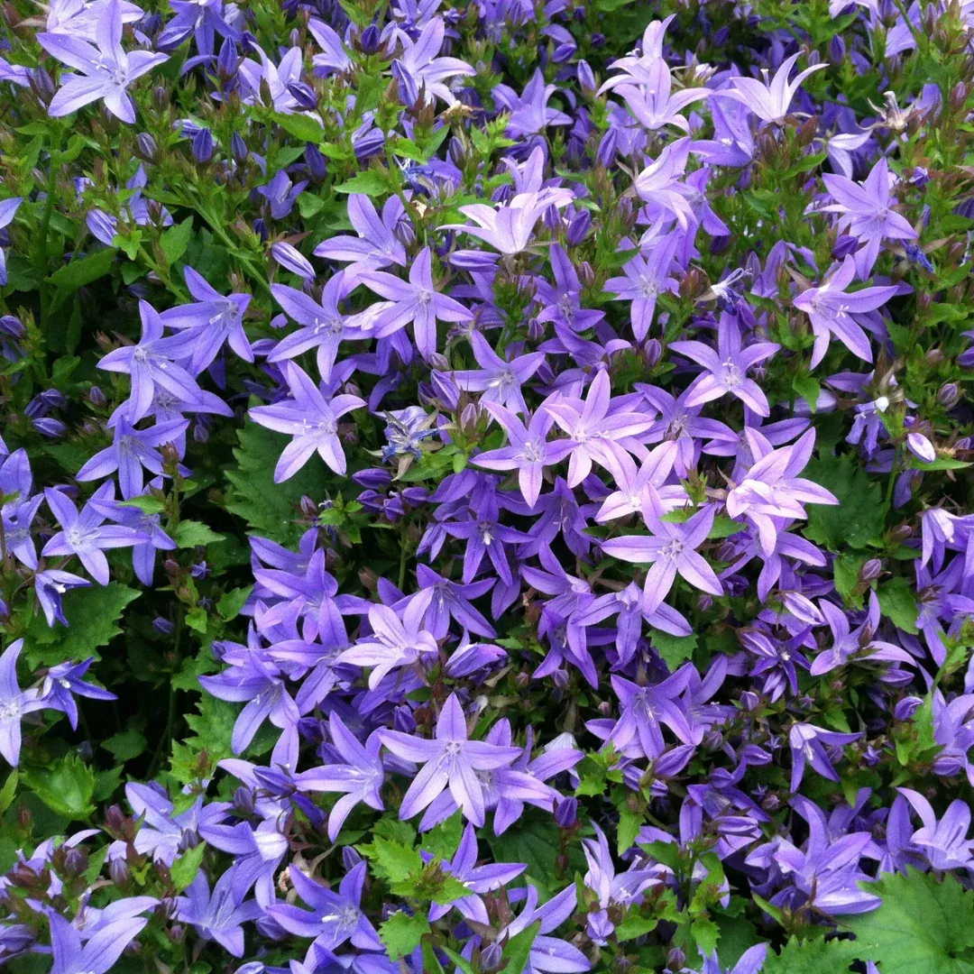 Campanula 'Blue Waterfall'