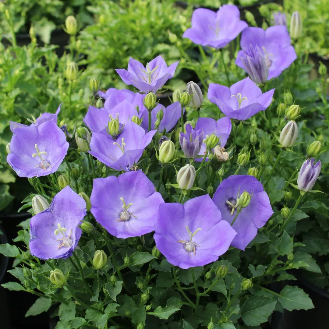 Campanula 'Rapido Blue'