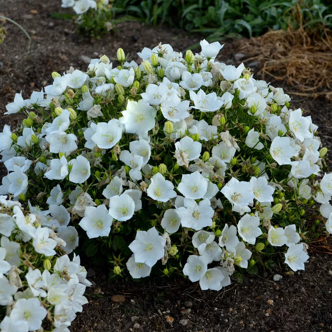 Campanula 'Rapido White'