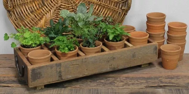 Campo Terra Cotta Cup