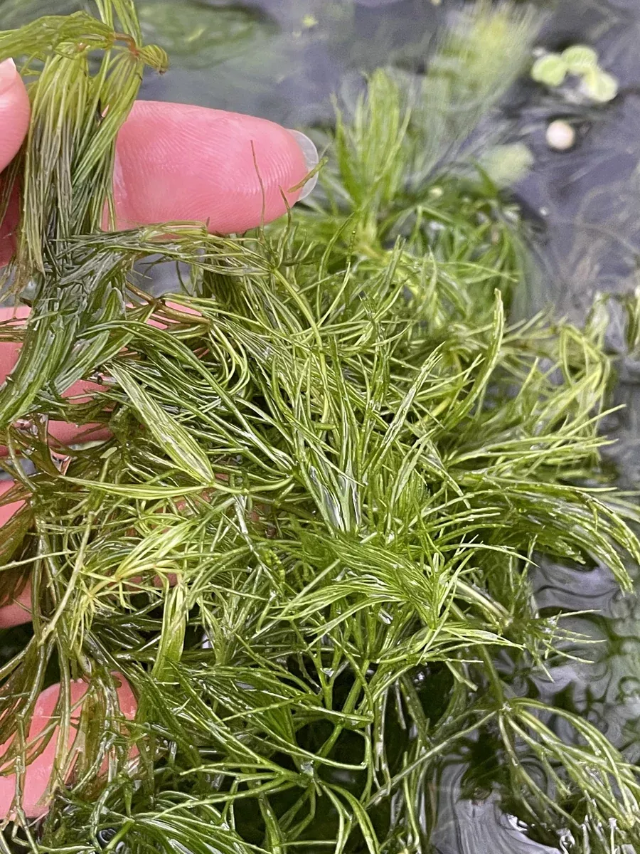 Canadian Anacharis