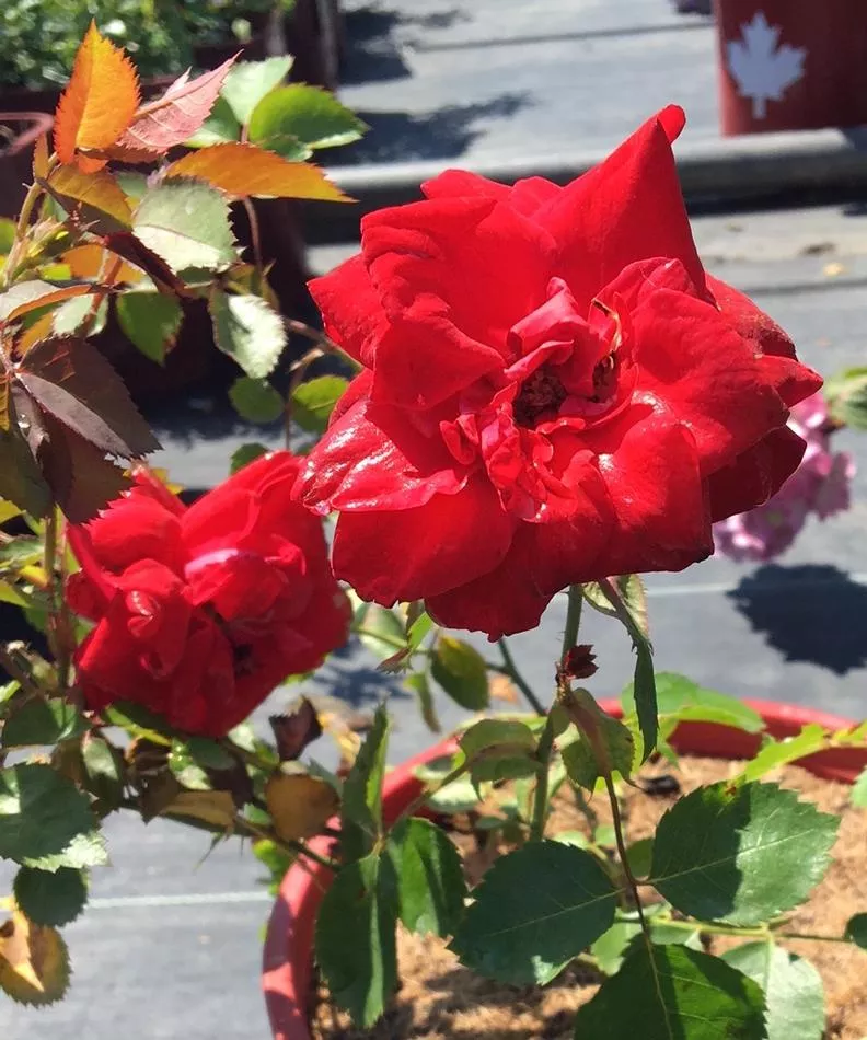 Canadian Shield™ Rose