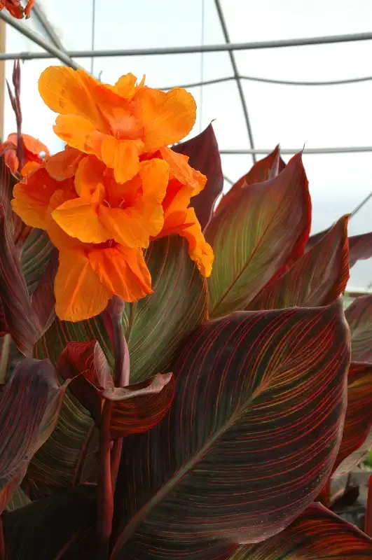 Canna "African Sunset"