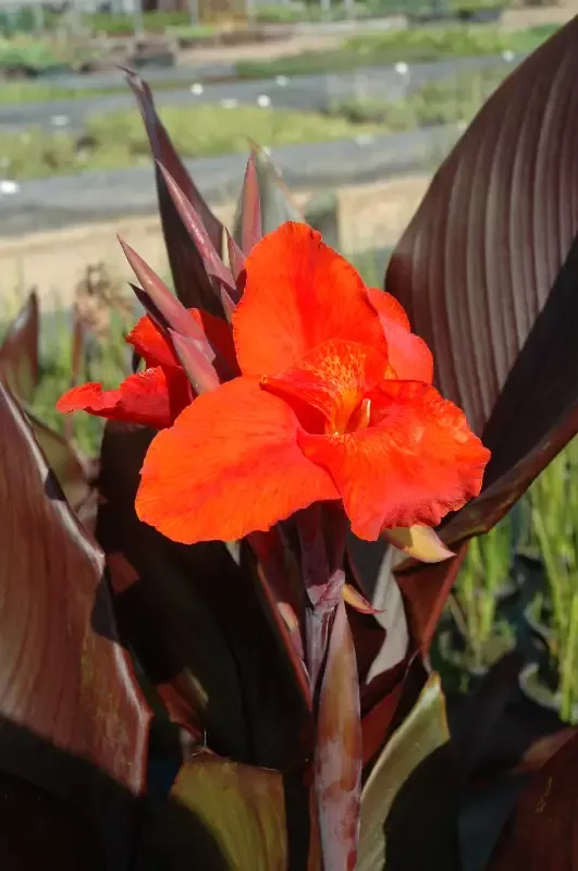 Canna "Australia"