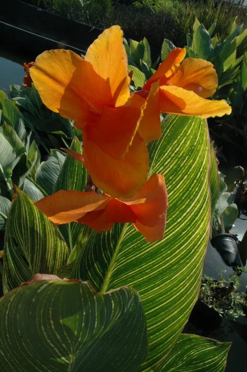 Canna "Bengal Tiger"