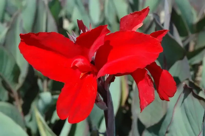 Canna "Black Knight"