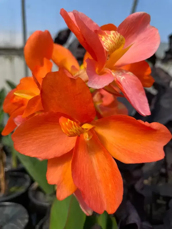 Canna "Chiquita Punch"