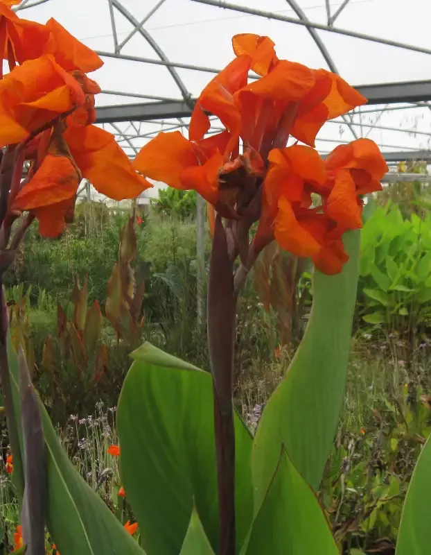 Canna "Emerald Sunset"