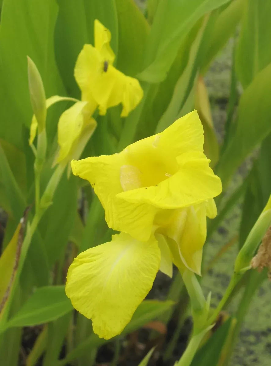 Canna "Flaccida"
