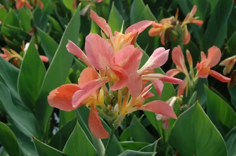 Canna "Freckle Face"